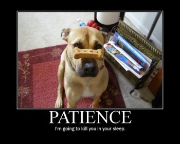 patience-dog-small.jpg